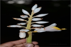 Alpinia malaccensis